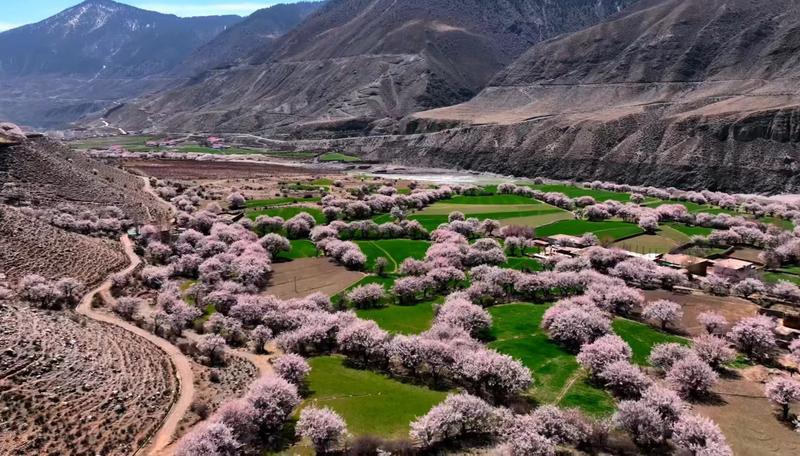 俄西杏花 邀您共賞